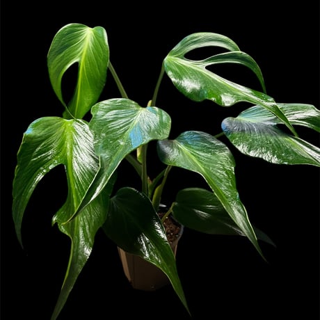 バールマルクスフレーム | STORES