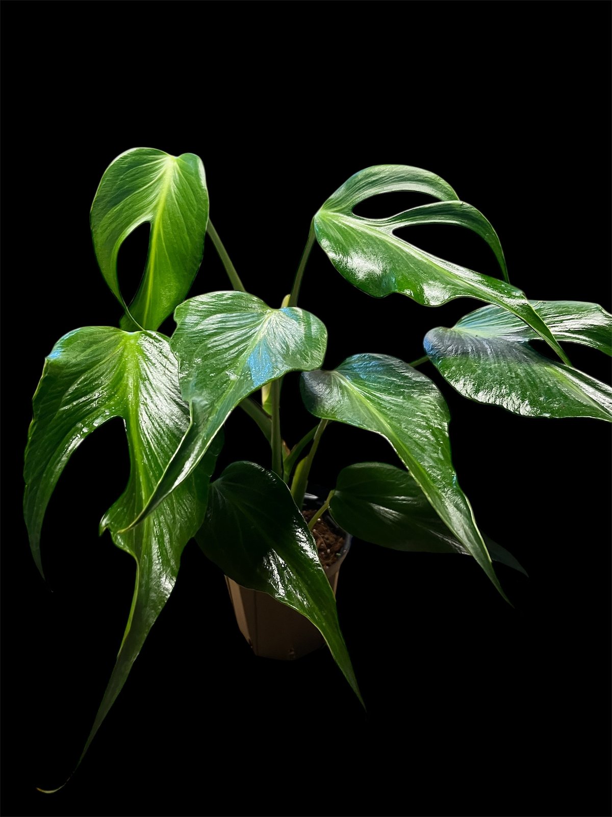 超絶希少❗️超美株❗️モンステラ　バールマルクスフレーム✨ モンステラ 『バールマルクスフレーム』 希少品種 切れ込み細葉 : パリ