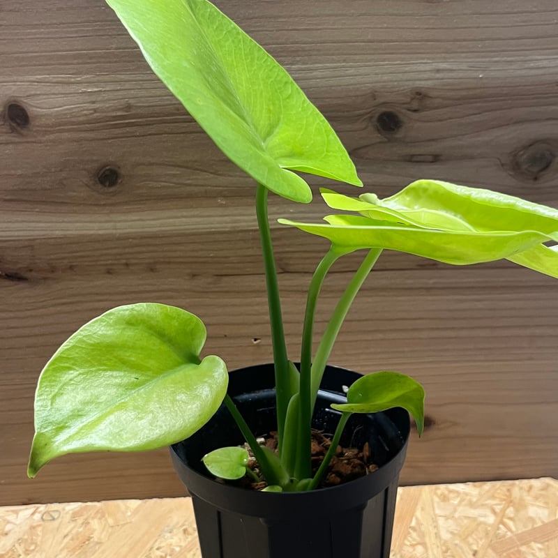 モンステラ デリシオーサ ゴールドリーフ | GREEN LUCK