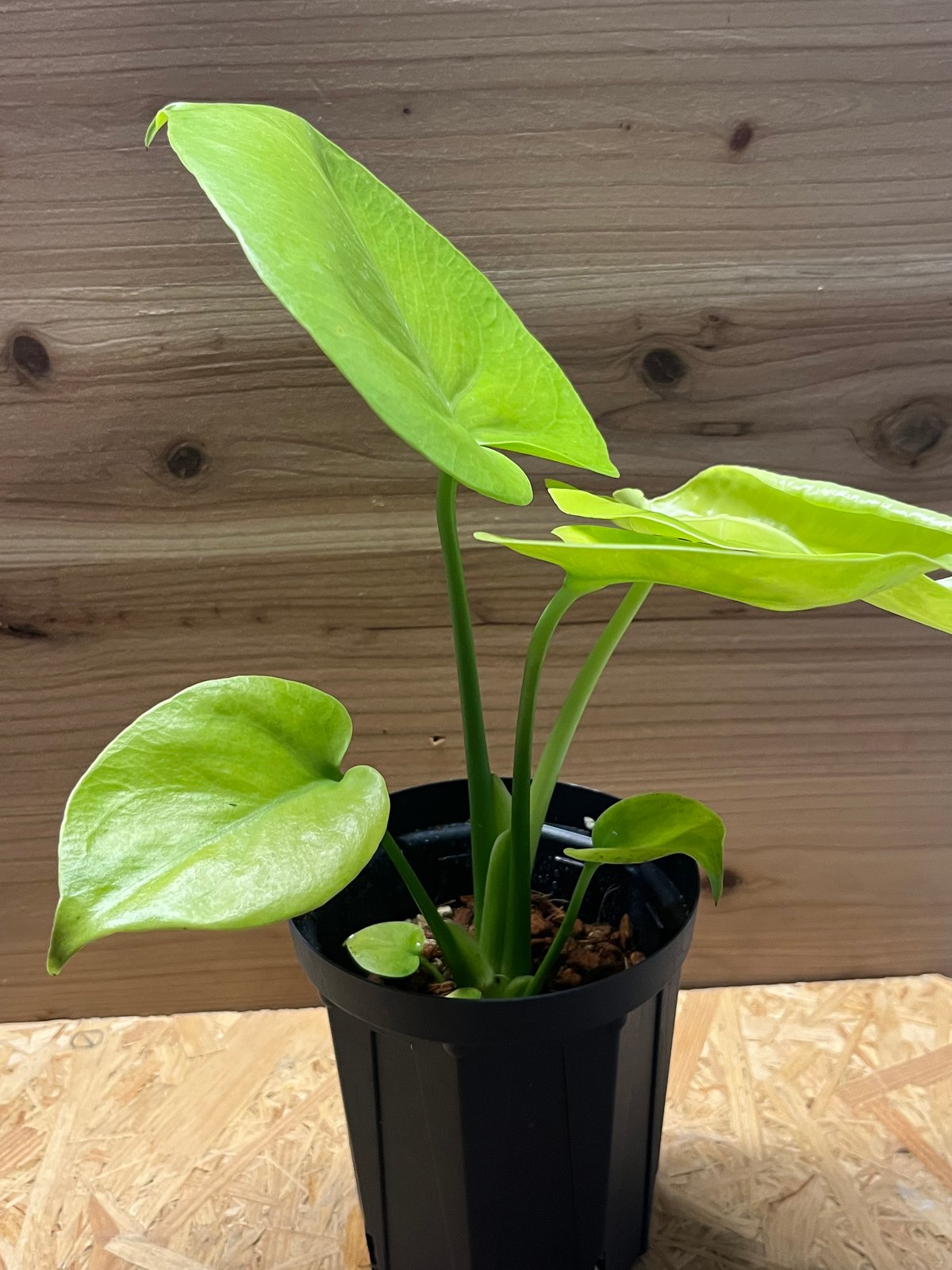 1*0様 モンステラ 黄金葉 ゴールドリーフ フルムーンゴールド lsw019