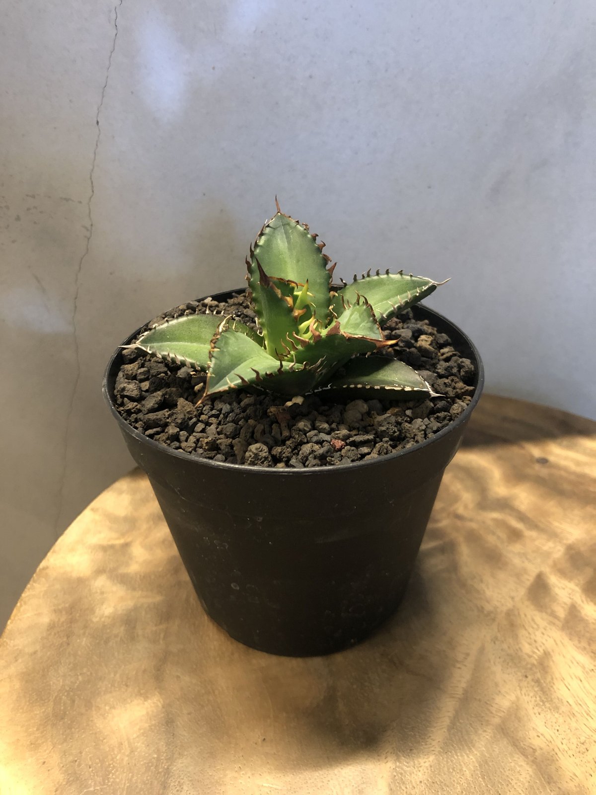 アガベ チタノタ レッドキャットウィーズル | GREEN LUCK