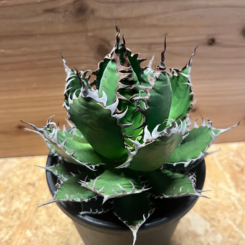 アガベ・ホリダ　ライムグリーン　希少 アガベ・ホリダ ライムグリーン 希少 アガベ・ホリダ ライムグリーン