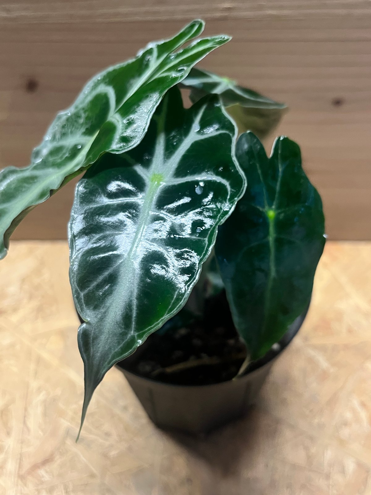 アロカシア ベノム | GREEN LUCK