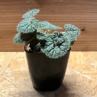 エンセファラルトス ホリダス ドワーフ | GREEN LUCK