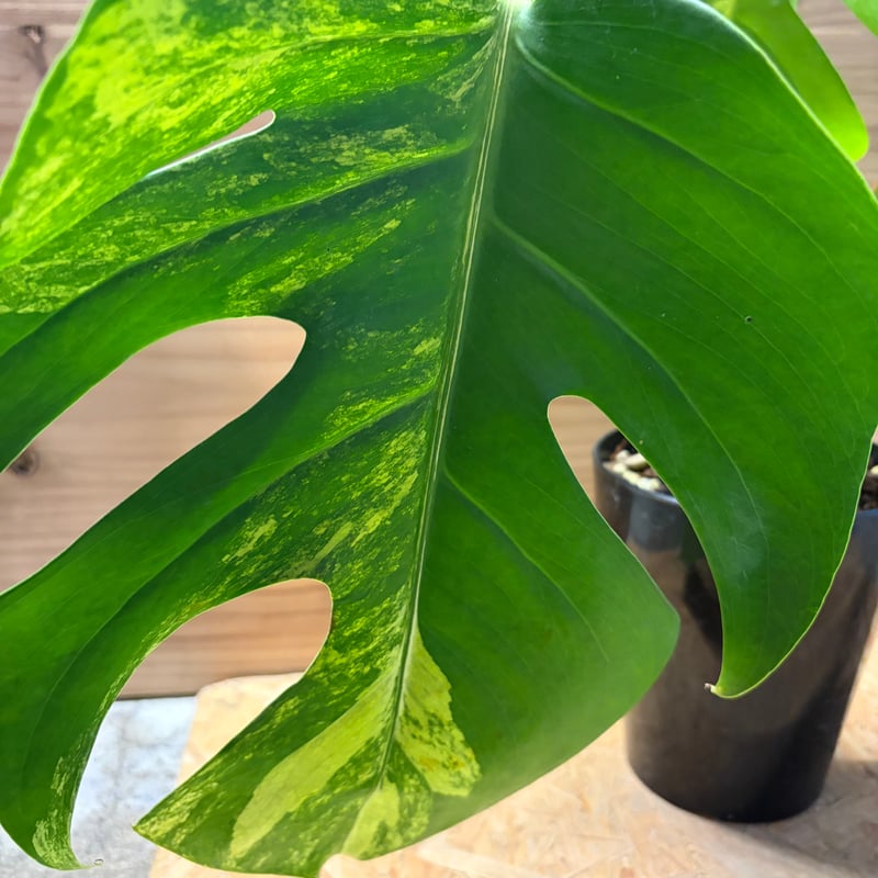 モンステラ ボルシギアナ 'オーレア' | GREEN LUCK