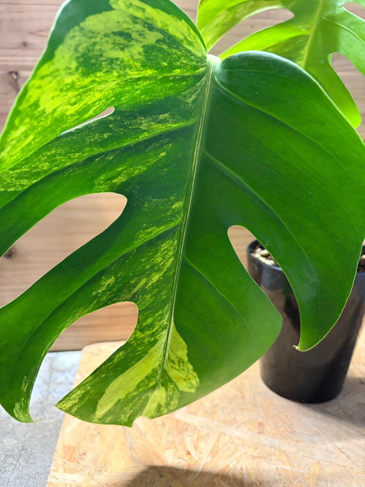 モンステラ ボルシギアナ 'オーレア' | GREEN LUCK