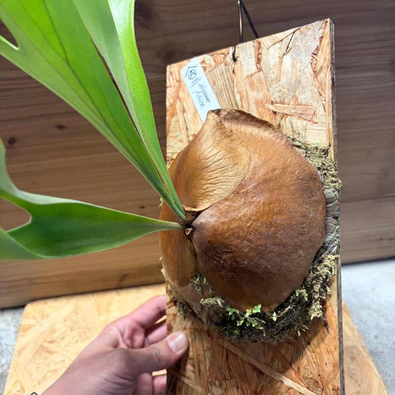 ビカクシダ アルシコルネ アフリカ | GREEN LUCK