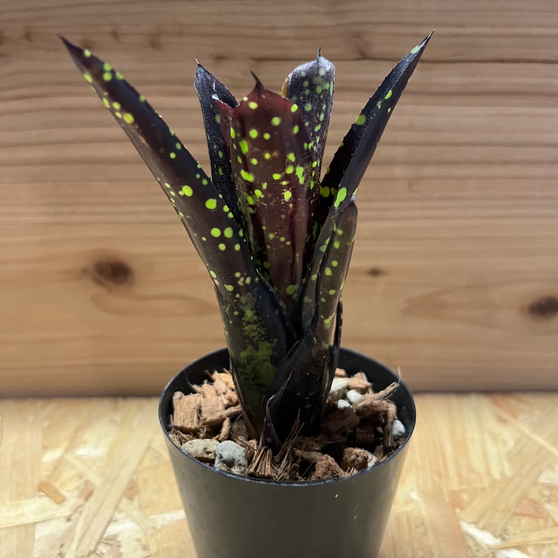 ネオレゲリア ドミノ | GREEN LUCK