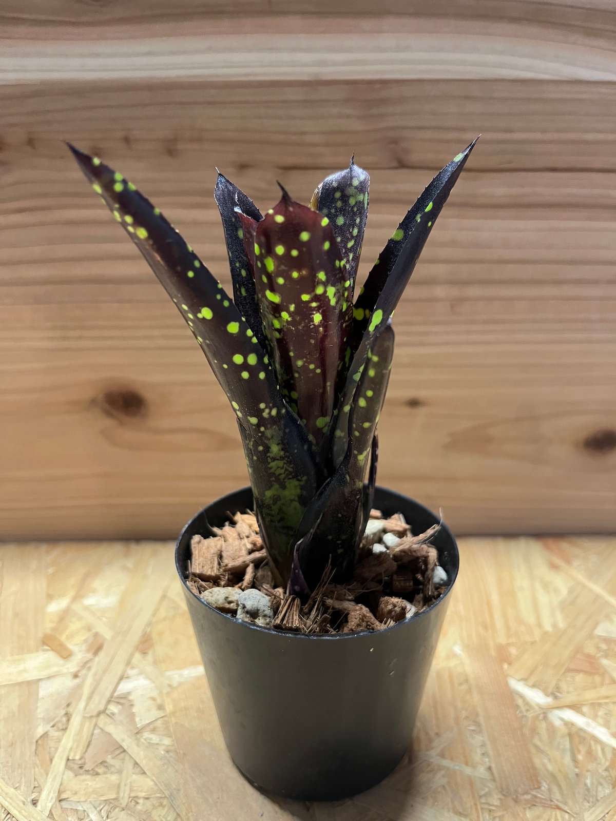 ネオレゲリア ドミノ | GREEN LUCK