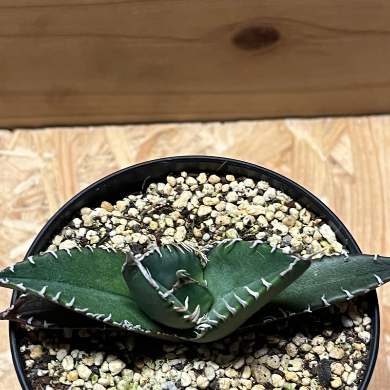 アガベ チタノタ 南アフリカダイヤモンド SADメリクロン | GREEN LUCK