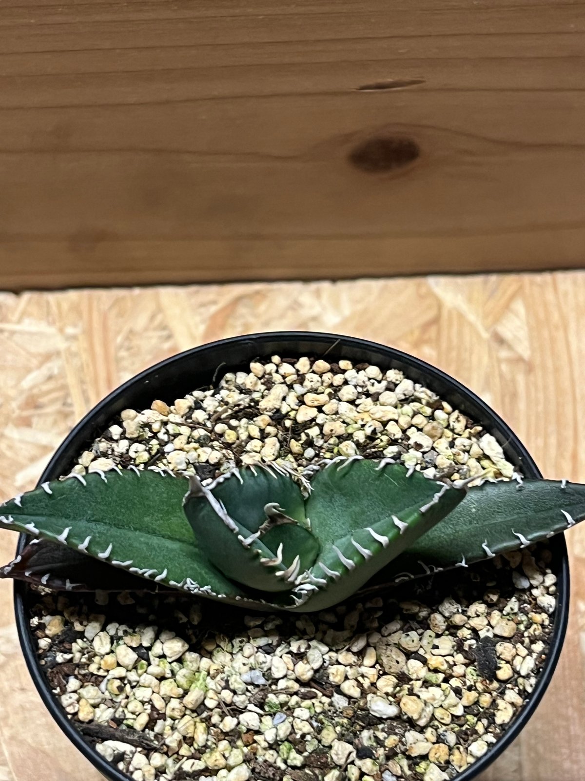 アガベ　イタリアメリクロン アガベ イタリアメリクロン