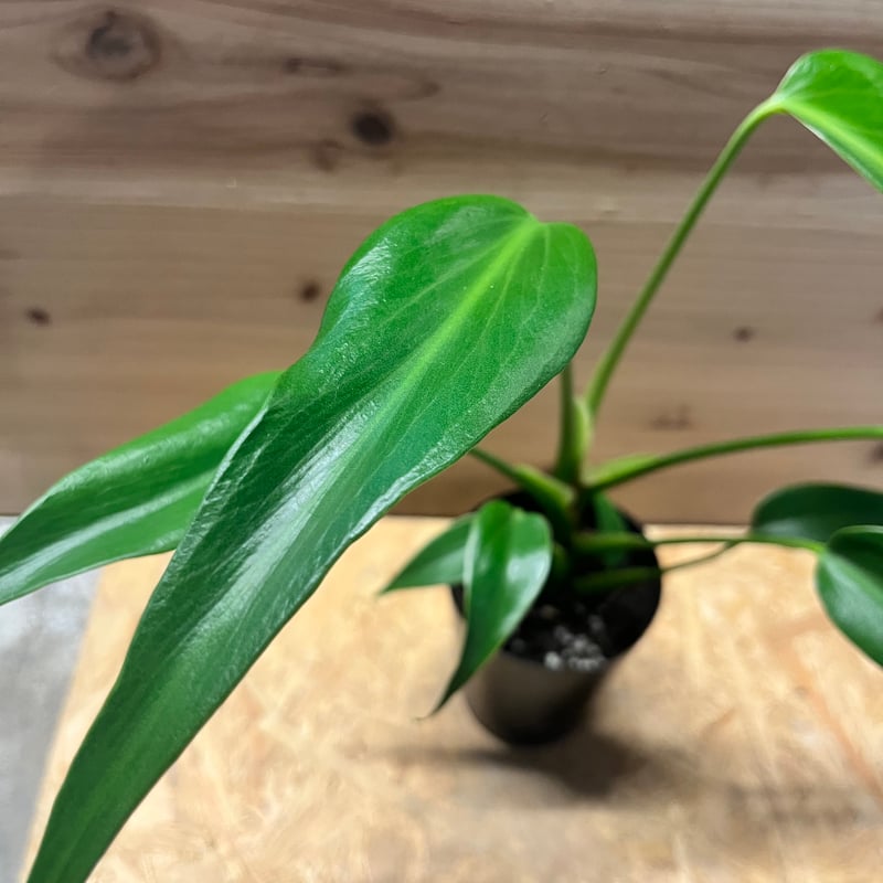 モンステラ バールマルクスフレーム | GREEN LUCK