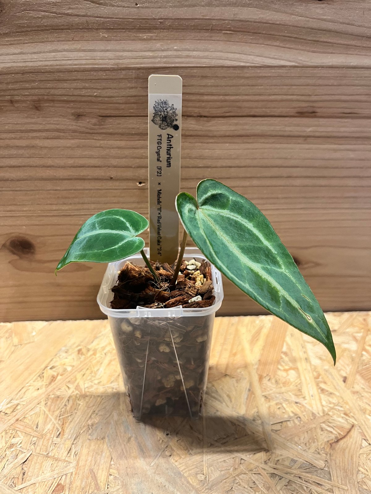 アンスリウム FTGクリスタル× ミシェル×レッドベルベットケーキ