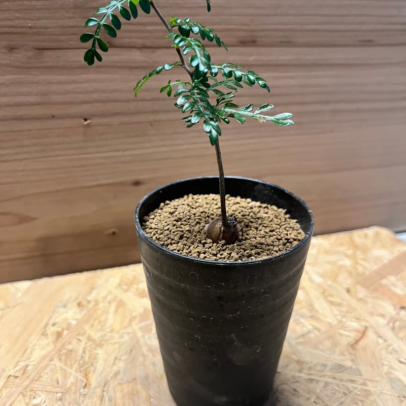 オペルクリカリア パキプス | GREEN LUCK