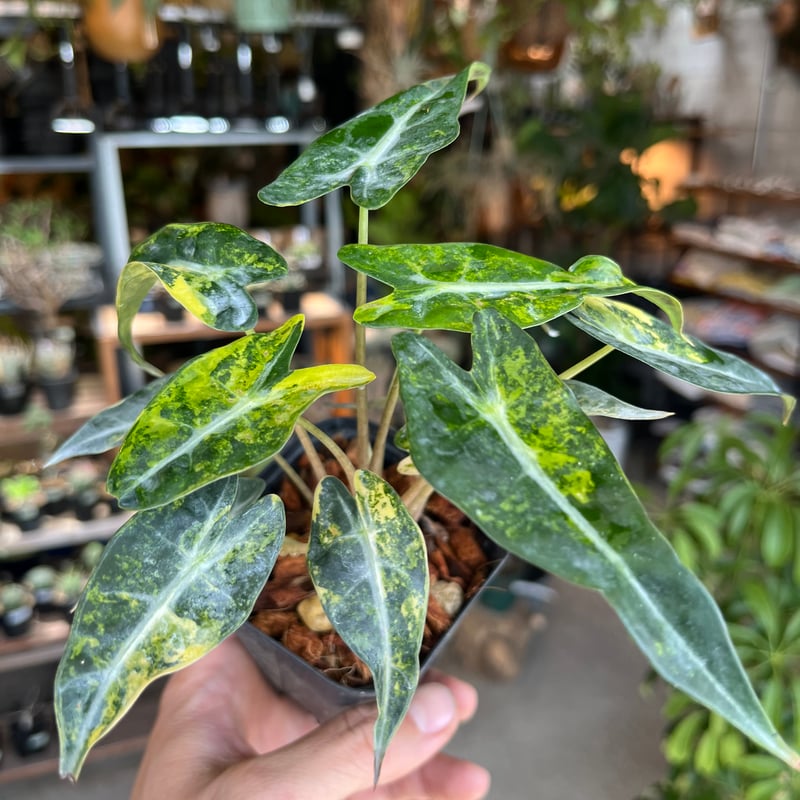 6アロカシア　マハラニ　ゴールド　黄金斑入り 6アロカシア マハラニ ゴールド 黄金斑入り アロカシア マハラニ