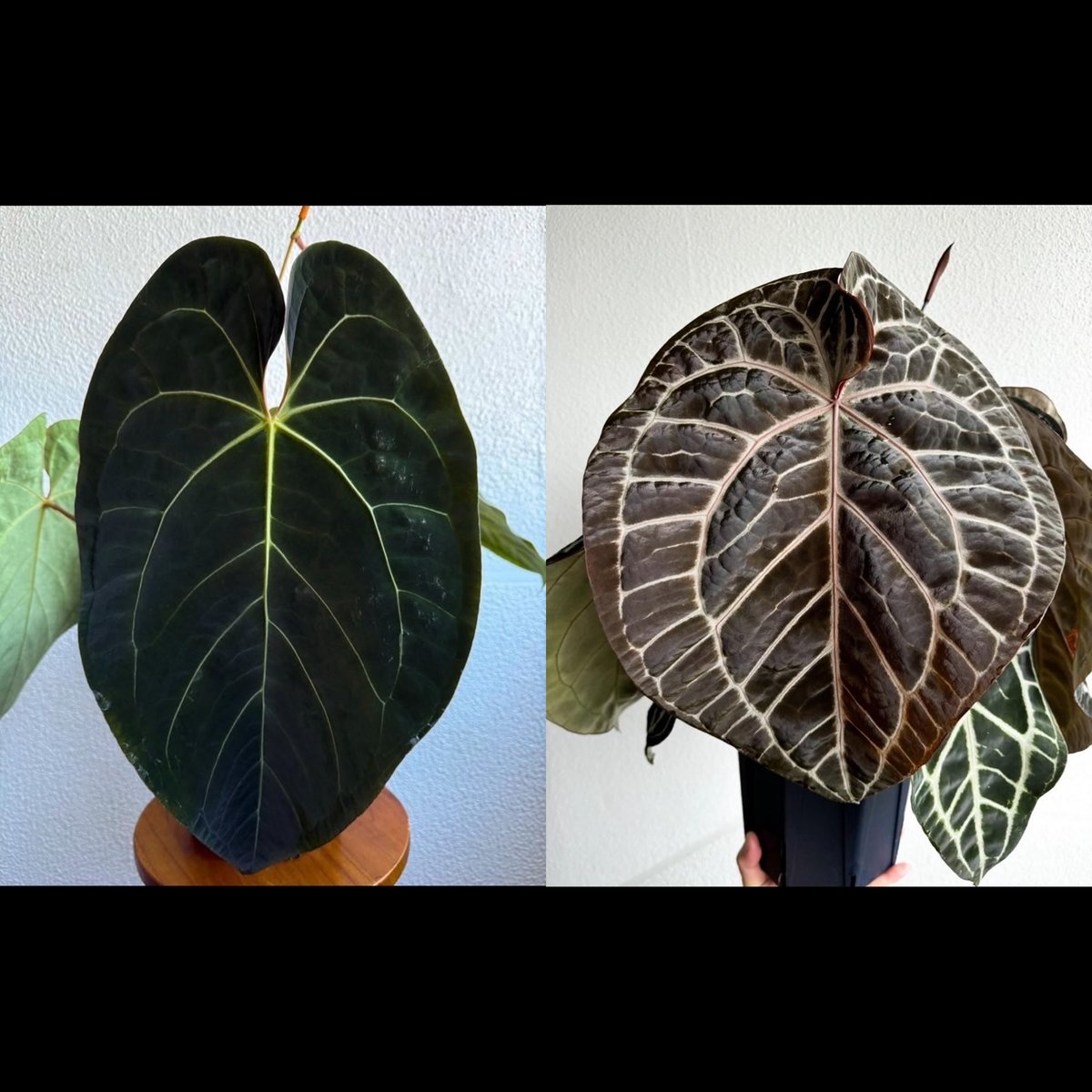 アンスリウム　ハイブリッド　ブルーパピリラミナム x カーラ　3 アンスリウム ハイブリッド ブルーパピリラミナム x カーラ 3