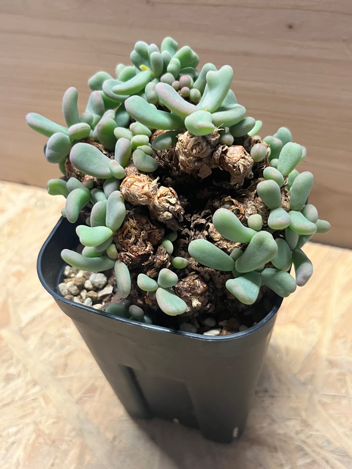 ケラリア ピグマエア | GREEN LUCK