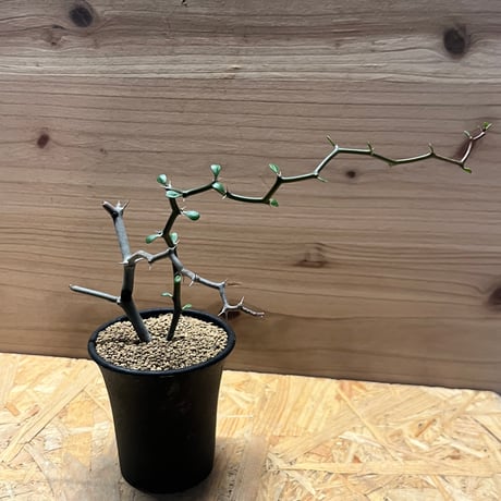 ジグザグの木 | STORES