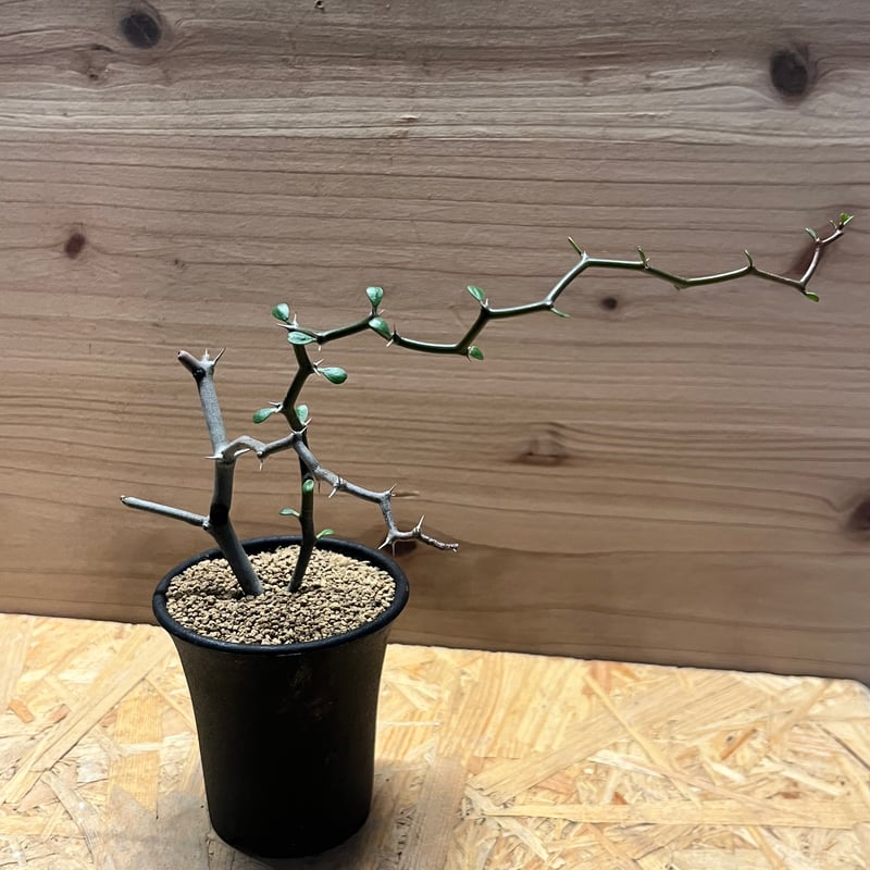 デカリア マダガスカリエンシス ジグザグの木 | GREEN LUCK