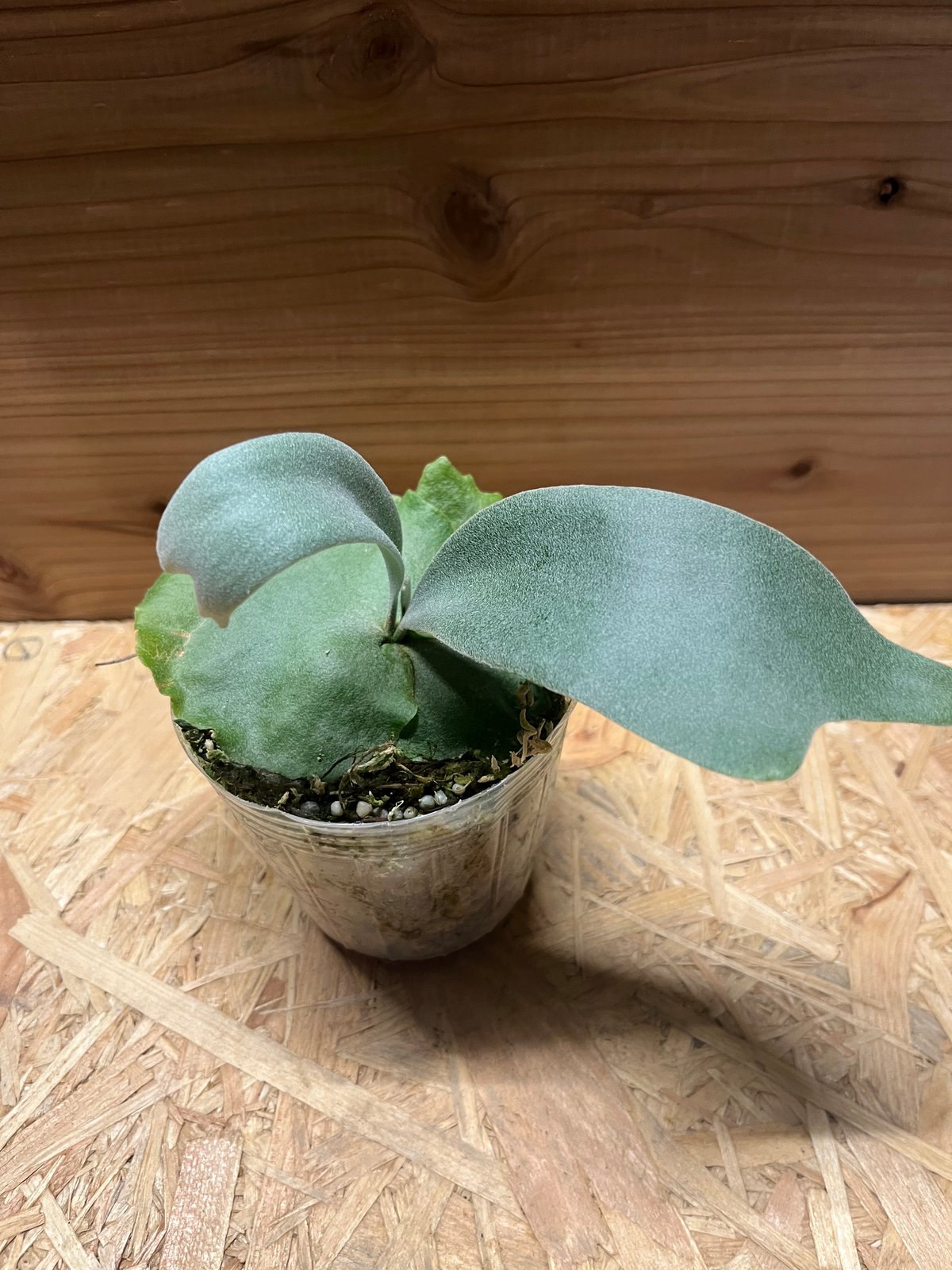 【ビカクシダ】ウィリンキー 'バリ' ビカクシダ ウィリンキーcv.バリ Platycerium willinckii cv.Bal