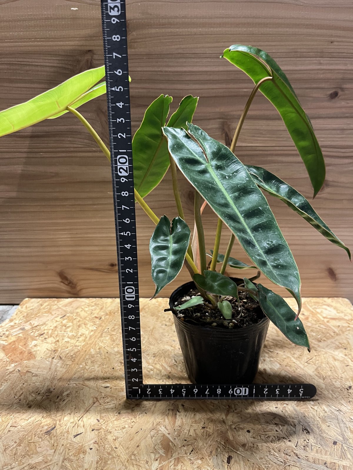 フィロデンドロン ビレッティアエ | GREEN LUCK