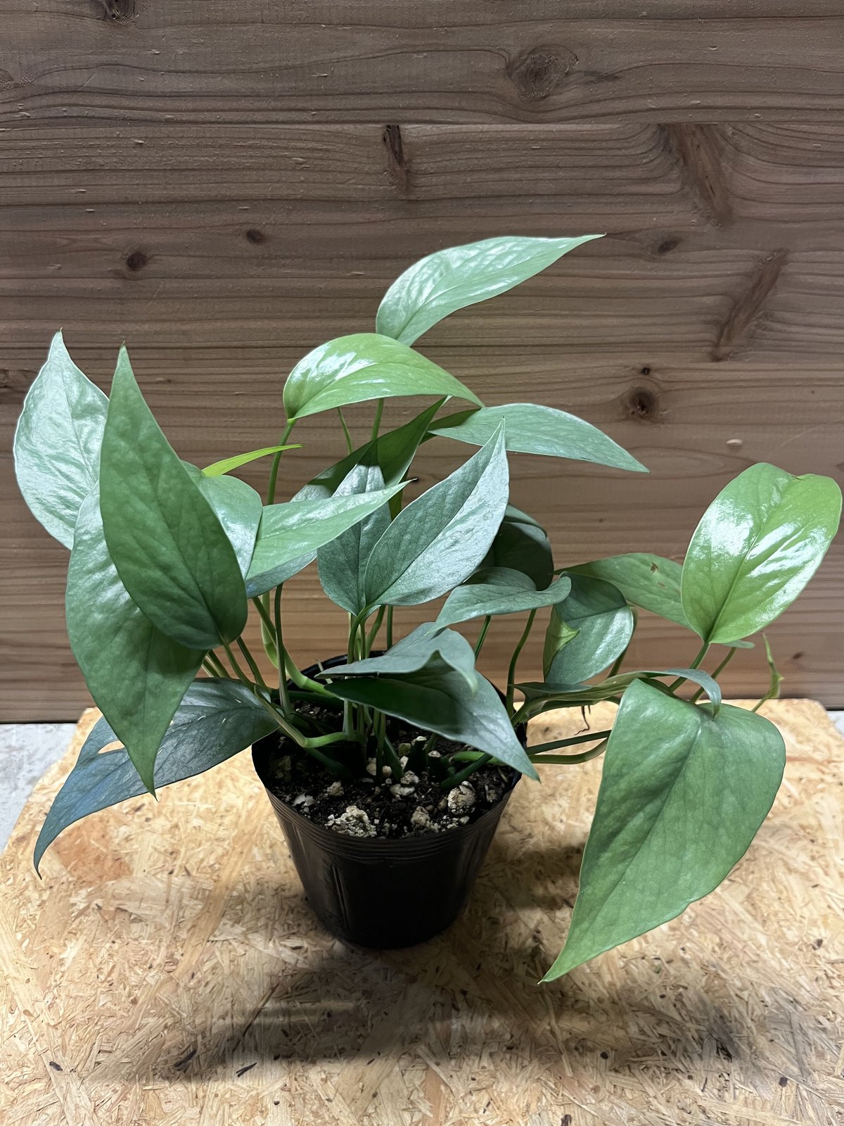 エピプレムナムピナツム エピプレムナムピナツムセブブルー 3号 切れ込みの葉 ハンギング