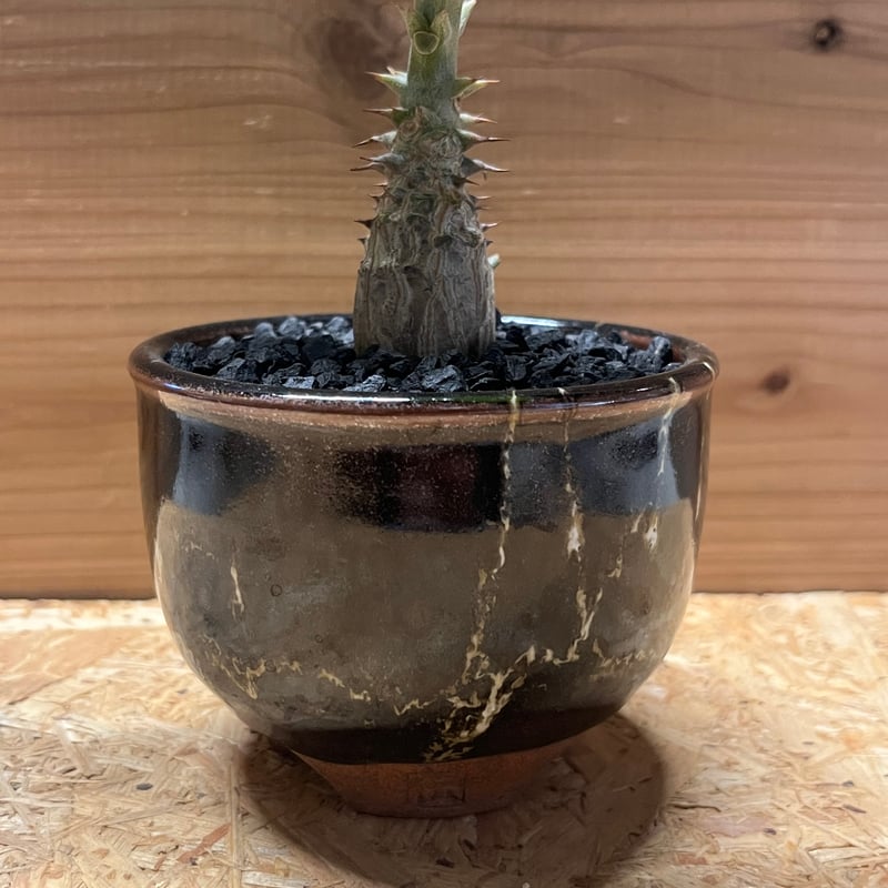 パキポディウム ウィンゾリー×伝市鉢 | GREEN LUCK