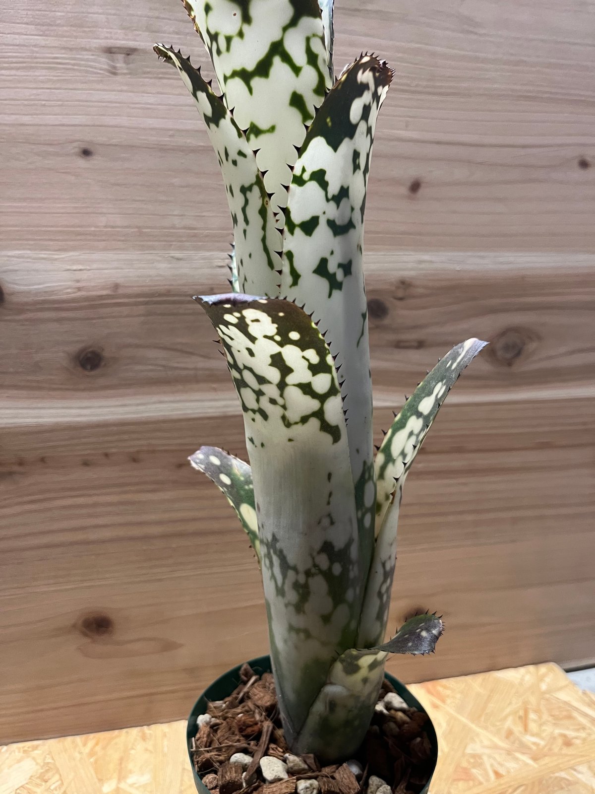 ビルベルギア メリーモナーク | GREEN LUCK