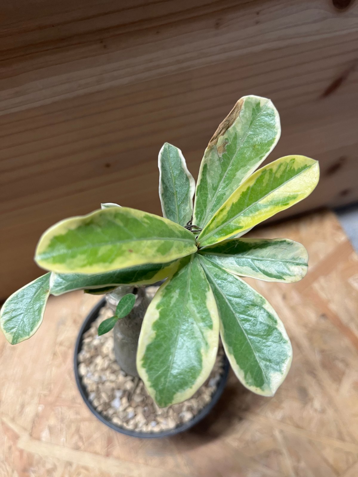 もも　アデニウム　斑入り　特大株 もも アデニウム 斑入り 特大株 アデニウム 斑入り | GREEN LUCK