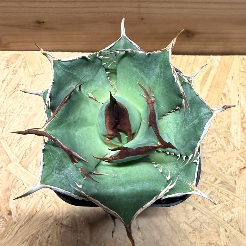 アガベ オテロイ オアハカ実生 | GREEN LUCK