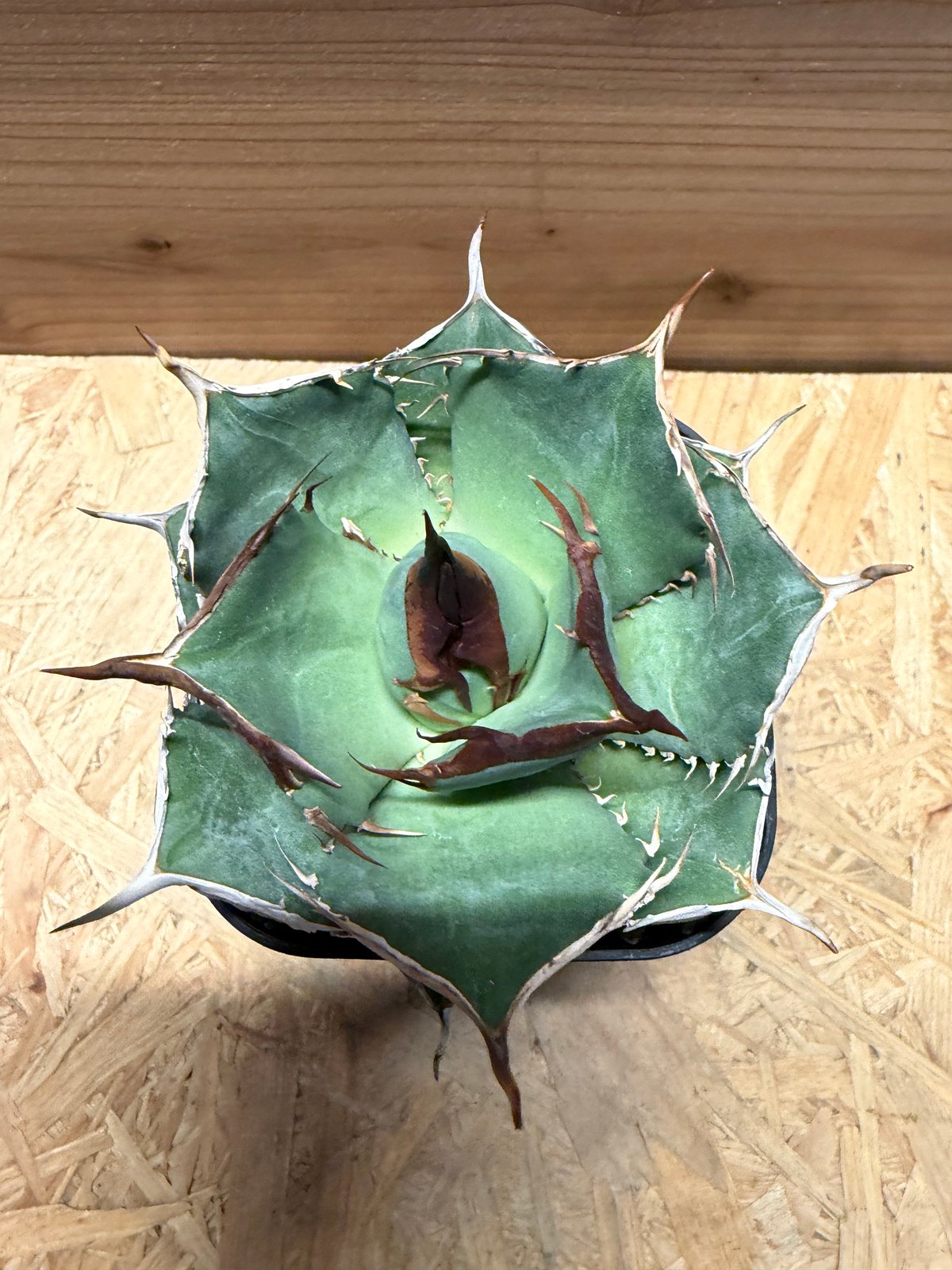 アガベ オテロイ オアハカ実生 | GREEN LUCK