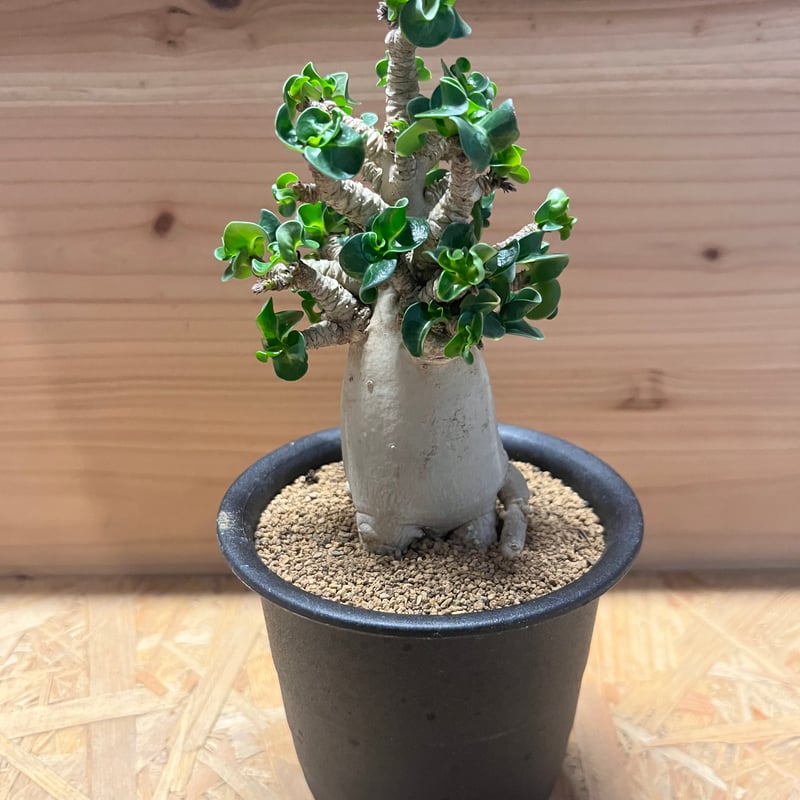 専用　獅子葉アデニウムセット。 アデニウム アラビカム 獅子葉 | GREEN LUCK