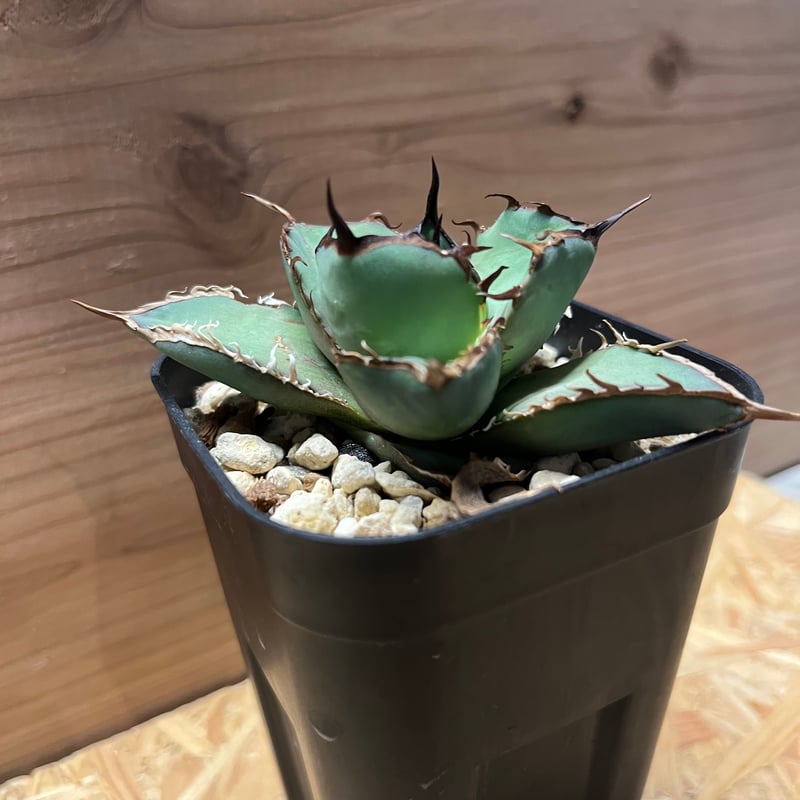 アガベ チタノタ ソルティードッグ | GREEN LUCK