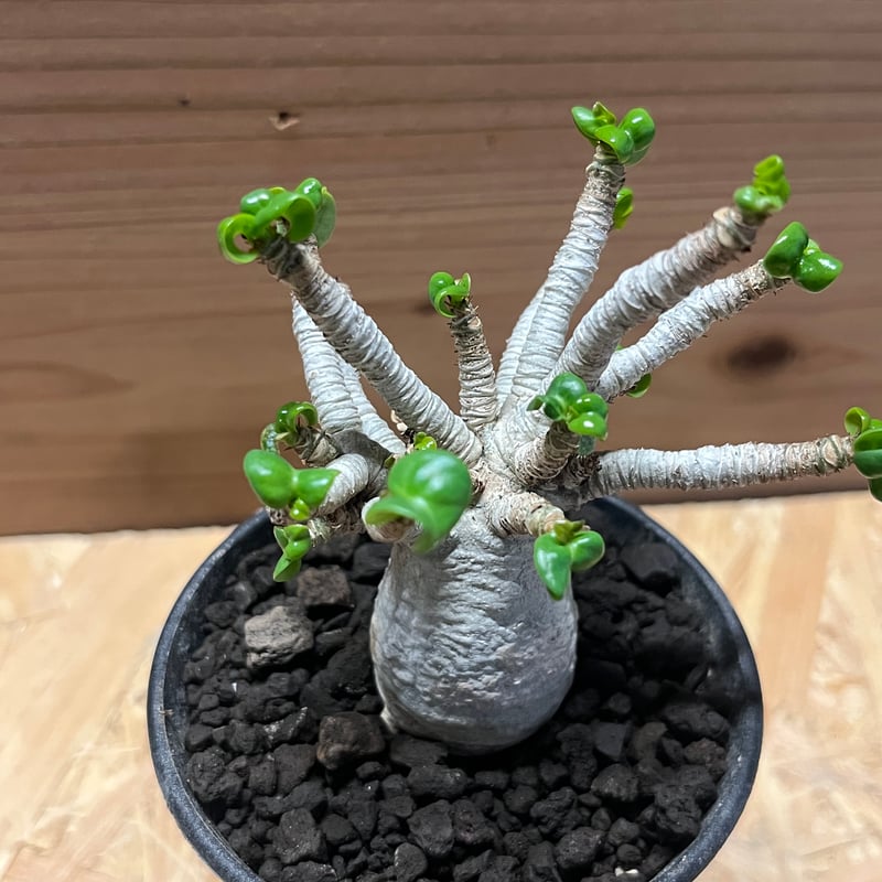 アデニウム アラビカム 獅子葉 | GREEN LUCK