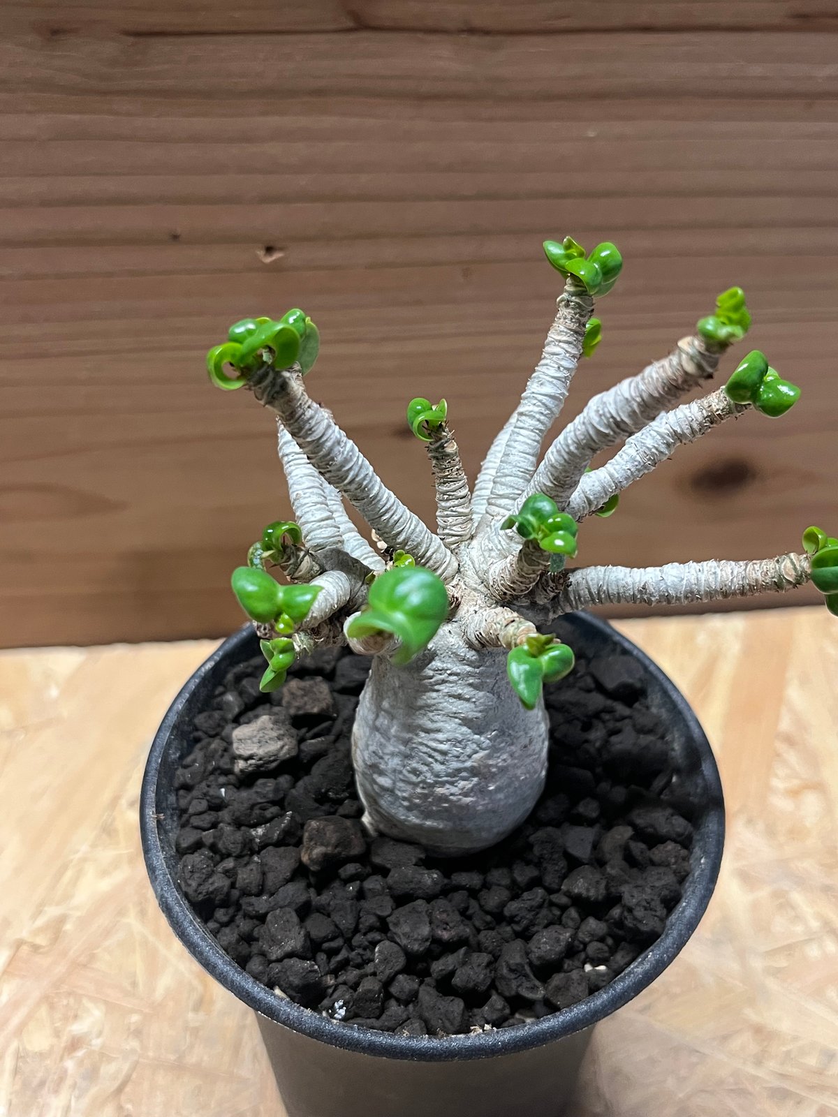 専用　獅子葉アデニウムセット。 アデニウム アラビカム 獅子葉 | GREEN LUCK