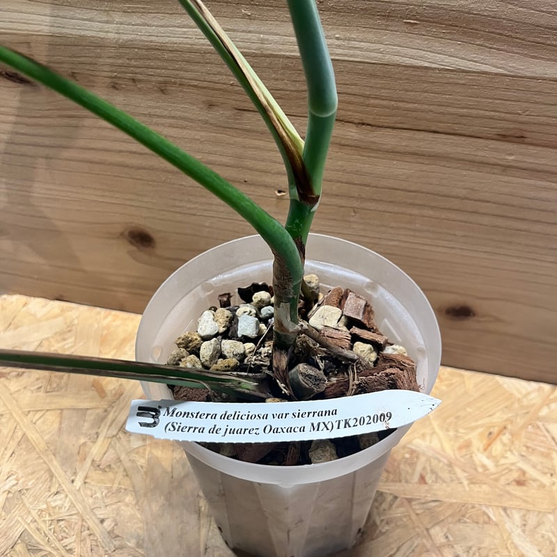 キ*ん様 モンステラデリシオーサシエラナオアハカ増殖株大株美葉個体 モンステラデリシオーサシエラナオアハカ増殖株大株美葉個体