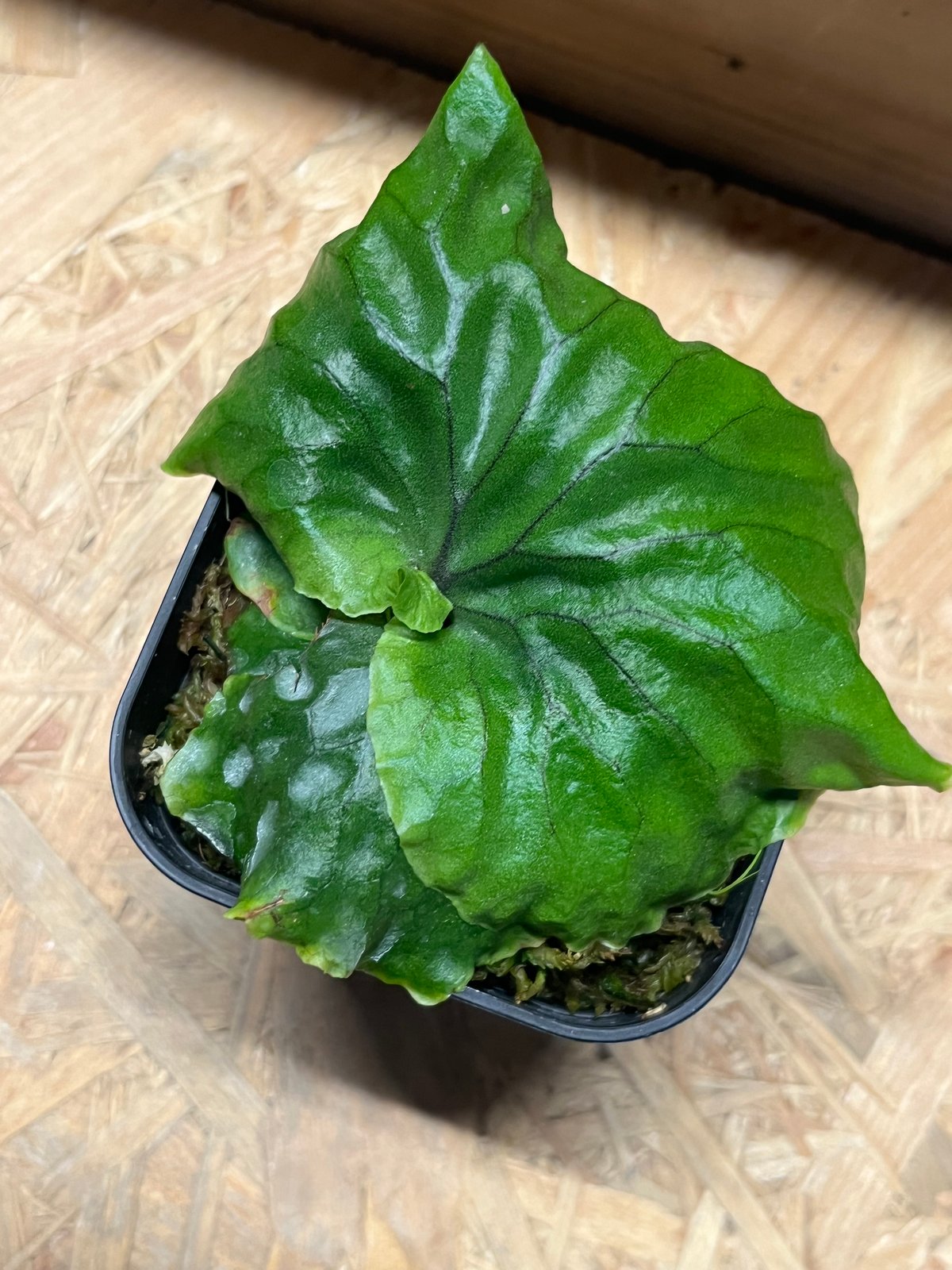 ビカクシダ マダガスカリエンセ | GREEN LUCK