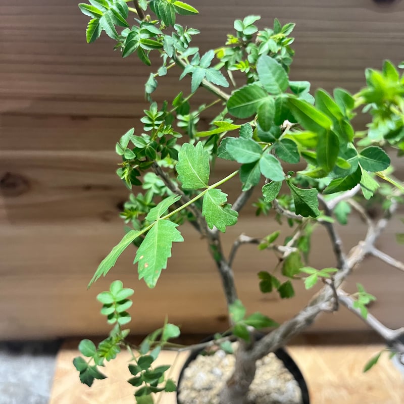 ブルセラ　ファガロイデス ブルセラ ファガロイデス | STELLA.PLANTS