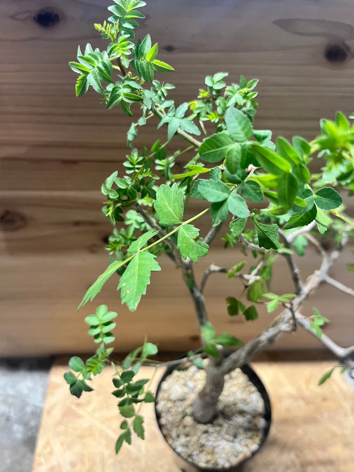 ブルセラ・ファガロイデス ブルセラ・ファガロイデス（Bursera fagaroides）の育て方、栽培記録