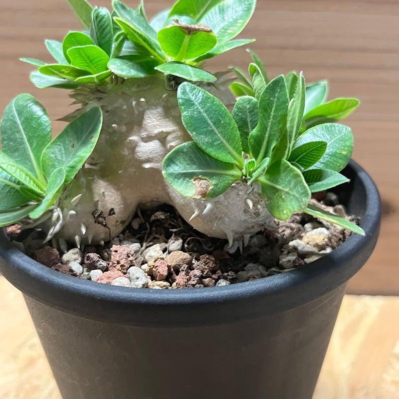 パキポディウム デンシカウレ 恵比寿大黒 | GREEN LUCK