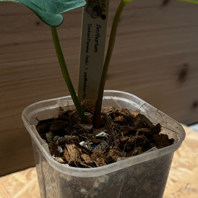 アンスリウム ダーケストパナマ×ソウルリーパー | GREEN LUCK