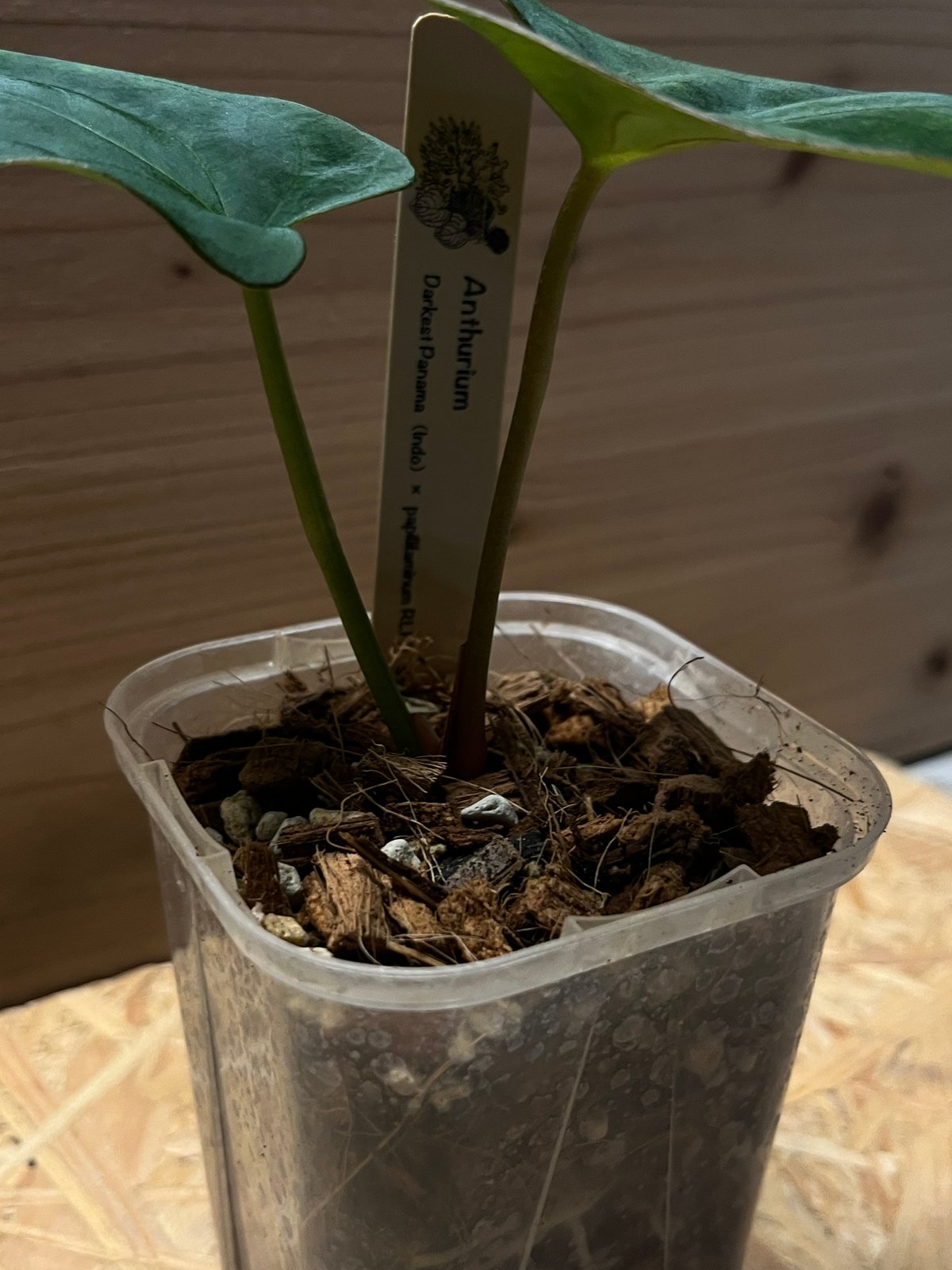 アンスリウム ダーケストパナマ×ソウルリーパー | GREEN LUCK