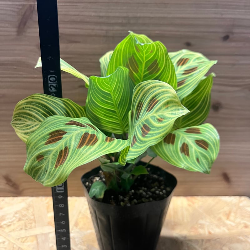 【鉢ごと】マランタ　light veins ライトバンズ マランタ ライトベインズ | GREEN LUCK