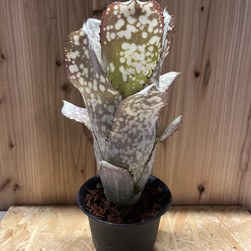 ビルベルギア アラカイ | GREEN LUCK