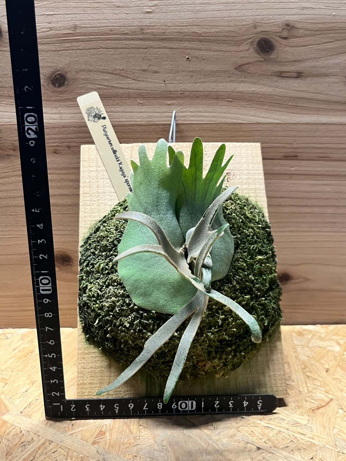 ビカクシダ ウィリンキー 'カグヤ' スポア | GREEN LUCK