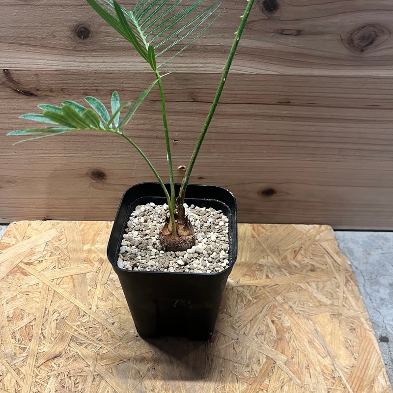 サイカス sp.シルバー | GREEN LUCK