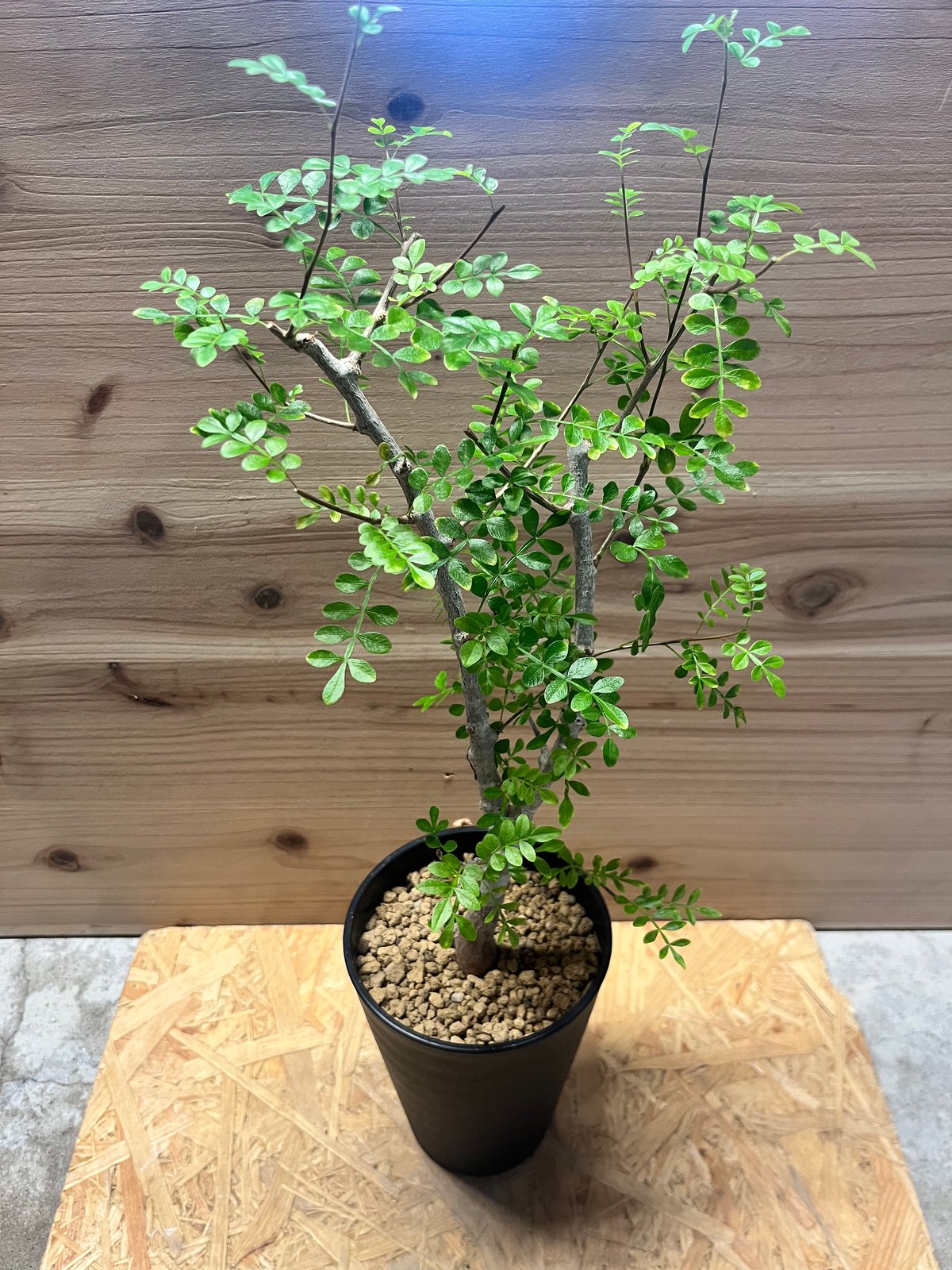 オペルクリカリア　ボレアリス オペルクリカリア ボレアリス | GREEN LUCK