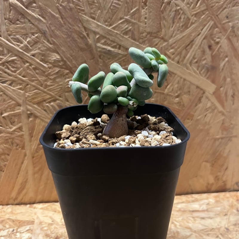 ケラリア ピグマエア | GREEN LUCK