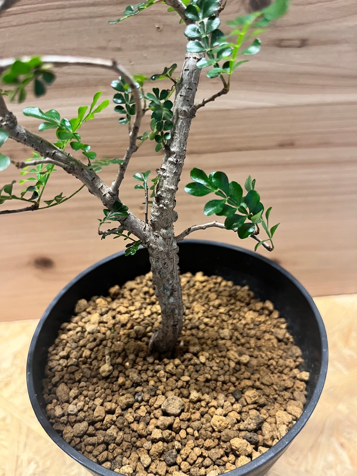 オペルクリカリア　デカリー　8年目 オペルクリカリア デカリー | GREEN LUCK