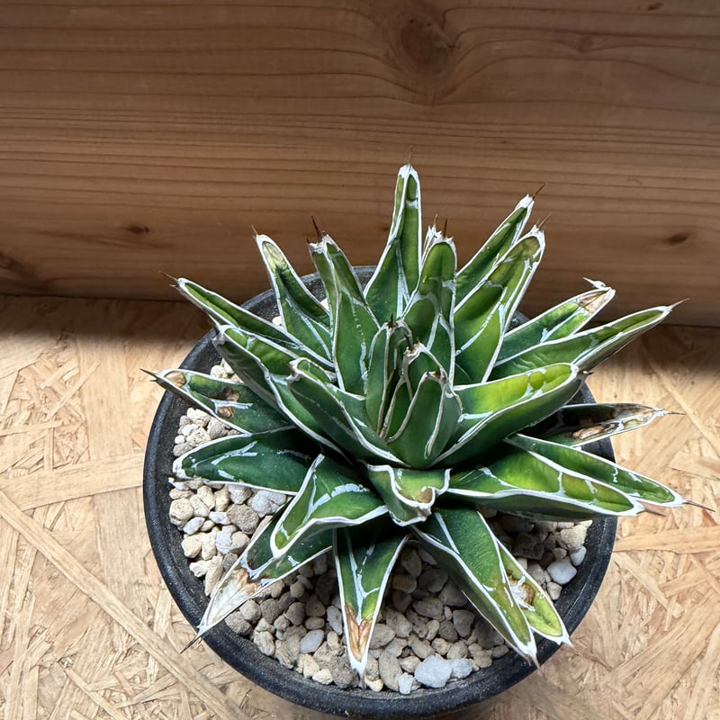 アガベ 笹の雪 | GREEN LUCK